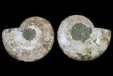 Agatized Ammonite Fossil - Crystal Filled Chambers #159353-1